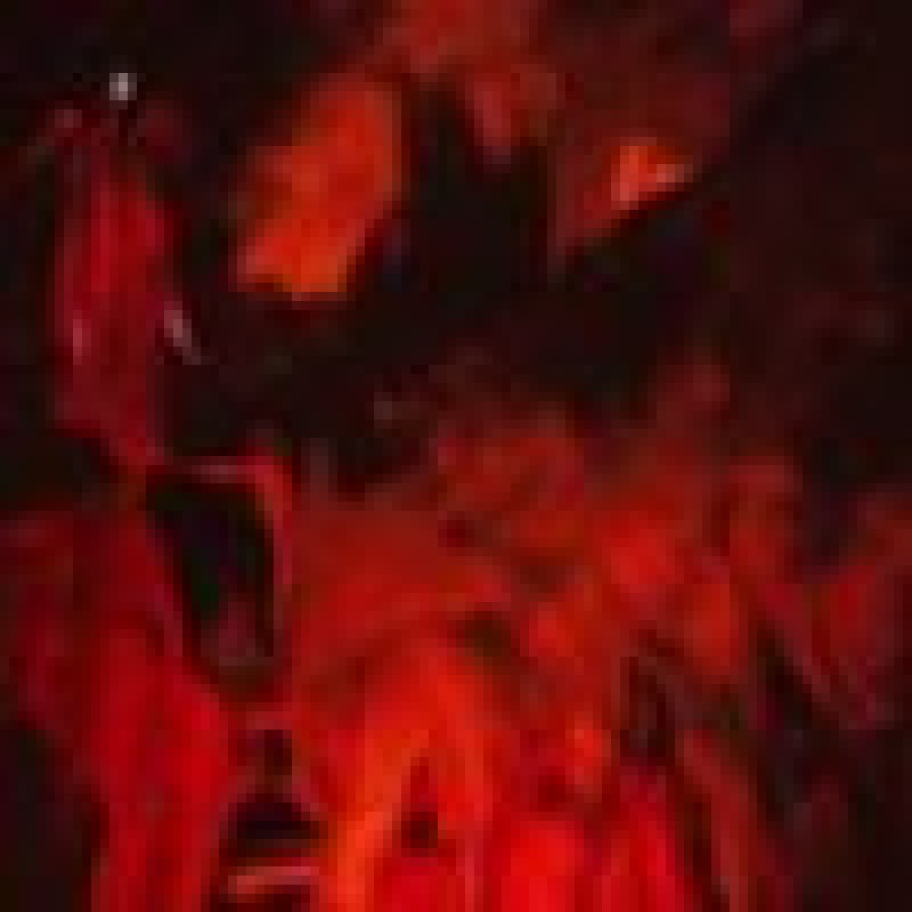 NACHTMYSTIUM - Worldfall