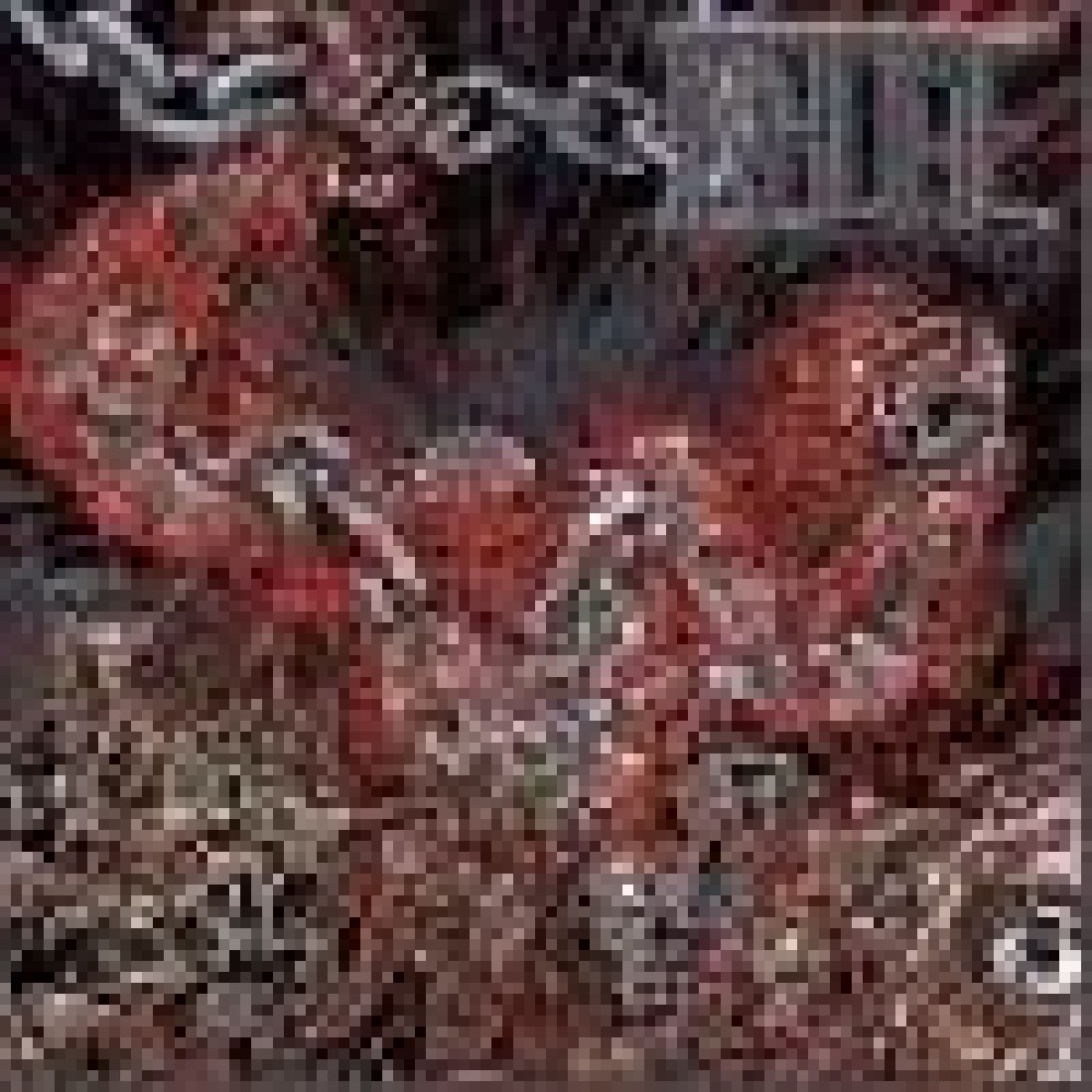 Inhume - In For The Kill